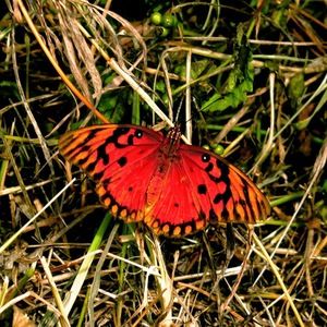 Meet your Posher, Elisabeth